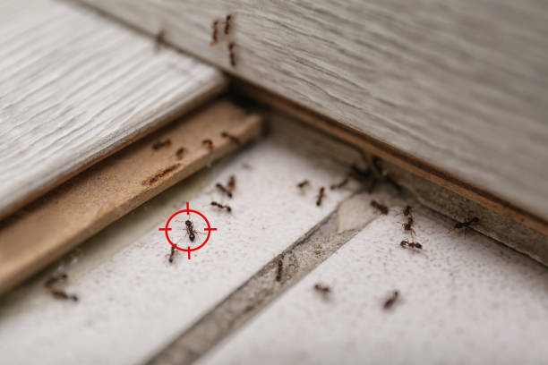 Flea Control Services in Madisonville, TX