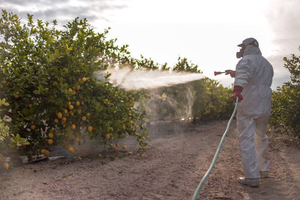 Best Ant Control Services  in Madisonville, TX