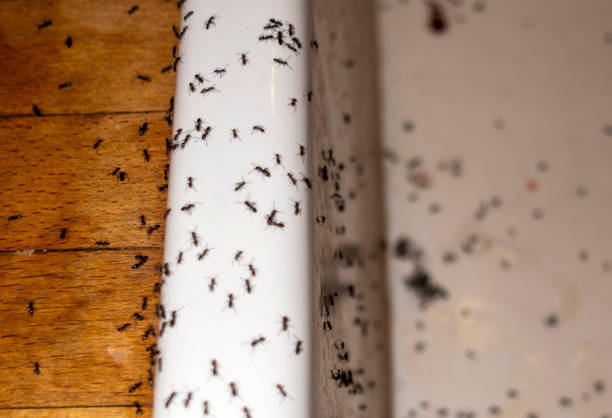 Best Affordable Pest Control Services  in Madisonville, TX